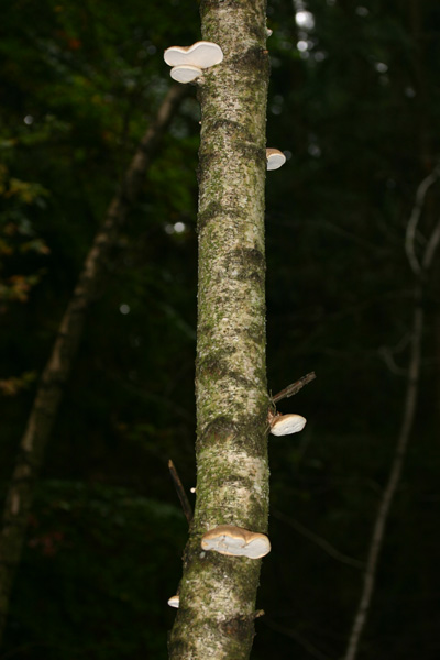 Quiz:per trovarlo ho gironzolato nelle foreste della Baviera
